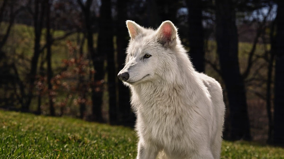 Hoe wetenschappers de 10.000 jaar verdwenen Dire Wolf terugbrengen (en wie de volgende is) - image 1