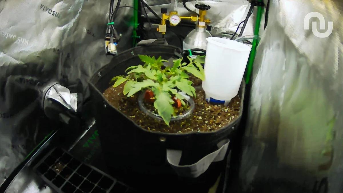 Ontdek hoe een AI één maand lang een levende plant in leven hield met dit ene apparaat