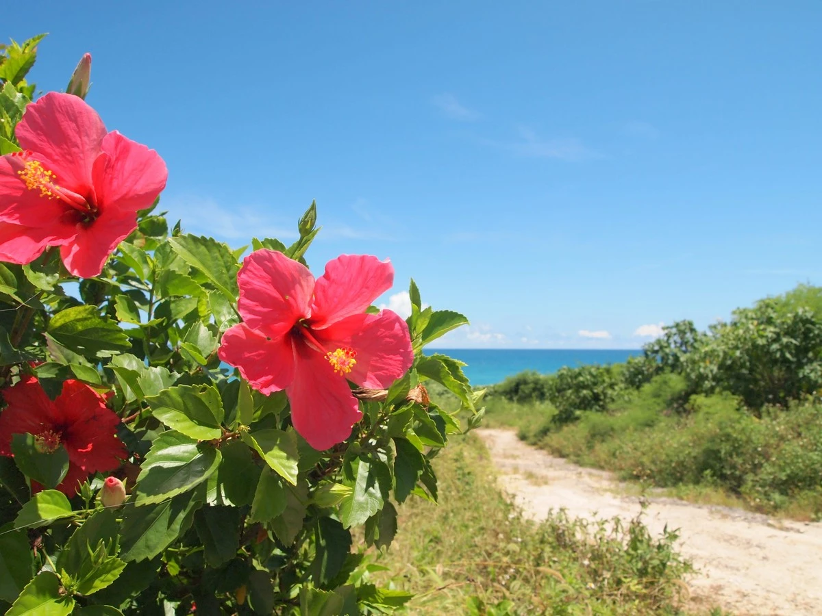 Waarom de Santa Marta-zon de bougainvillea laat exploderen van kleur - image 2