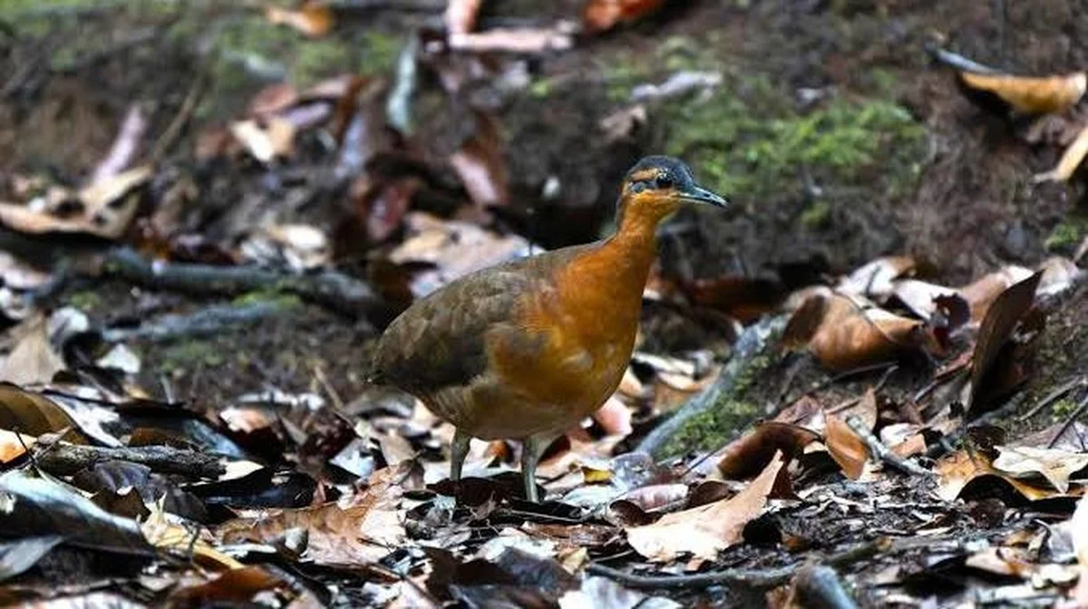 Het onbekende bosgeluid dat leidde tot de ontdekking van een nieuwe vogelsoort