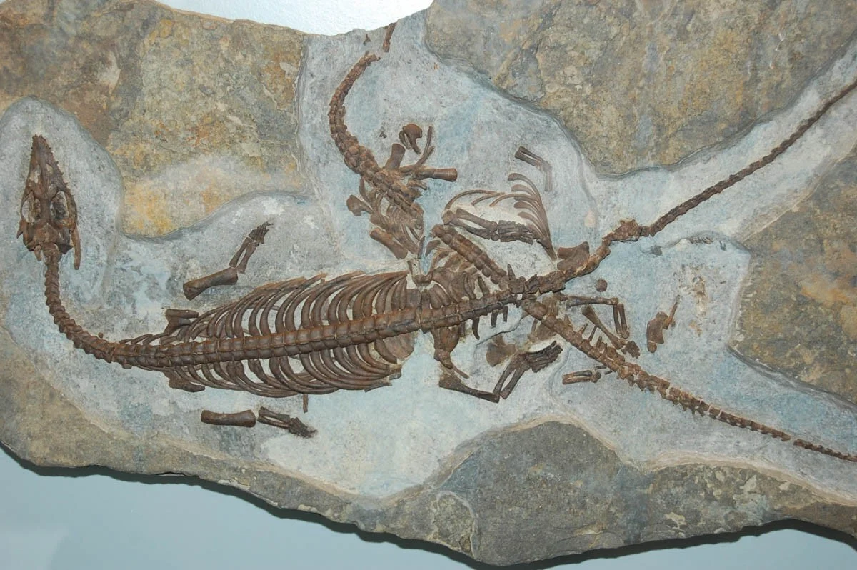 waarompaleontol-extra-2.webp Waarom paleontologen nu massaal naar de Stelvio Pas trekken: duizenden voetafdrukken van dinosauriërs gevonden - image 2