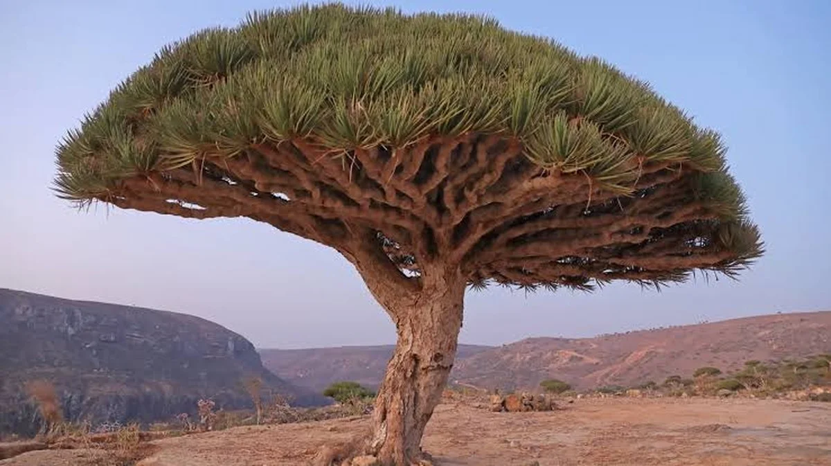 De geheime functie van deze mierzoet ogende boom op Socotra