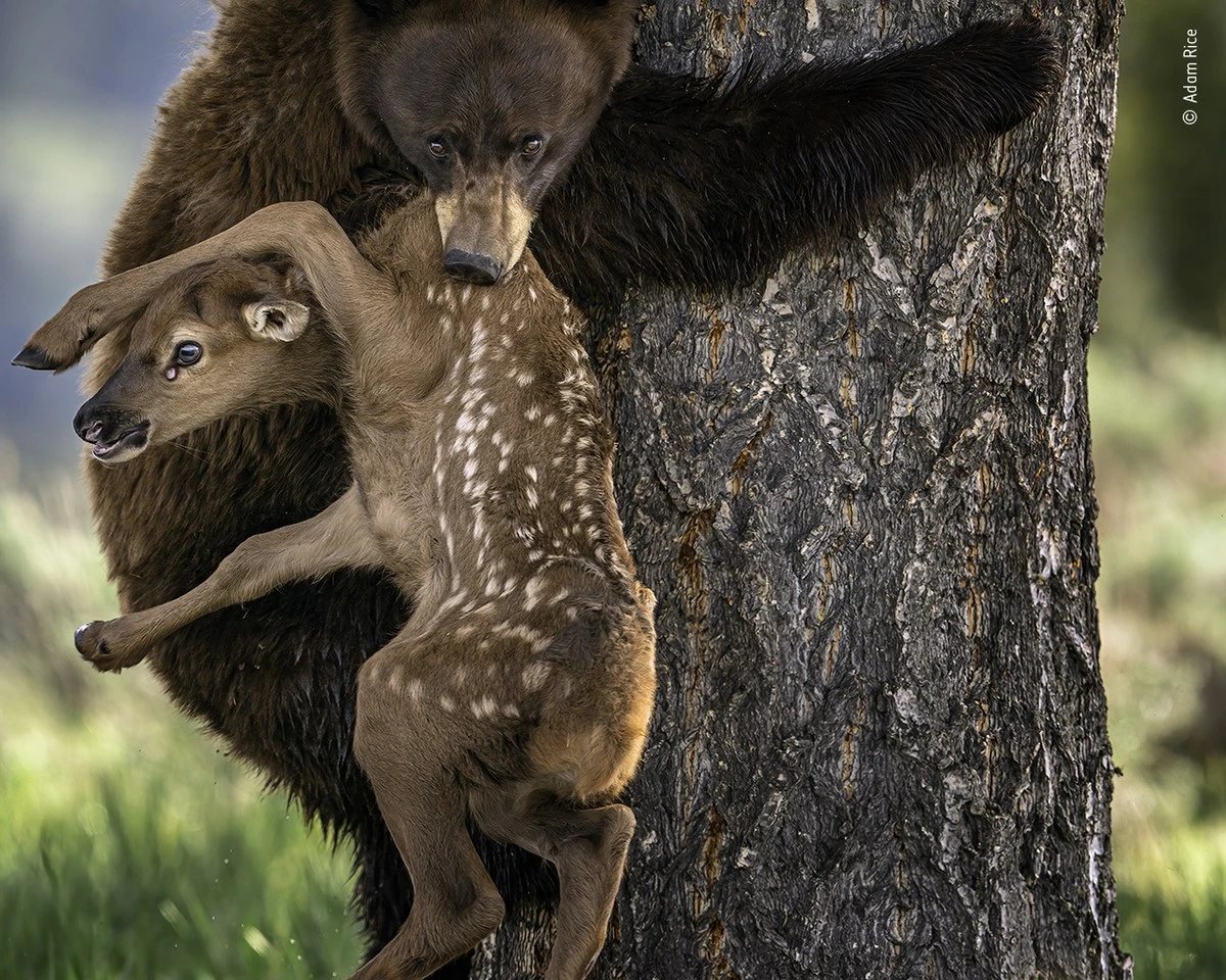 Waarschuwende blik op wat huiskatten écht onder de loep nemen - image 2