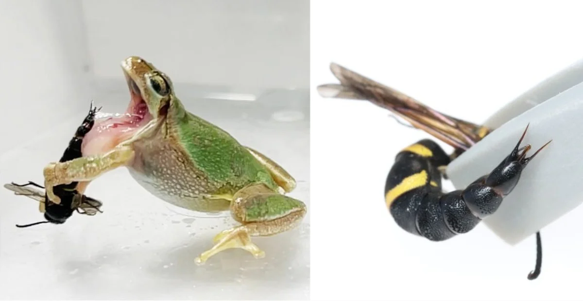Waarom deze kikker de steek van de Aziatische hoornaar negeert - image 2