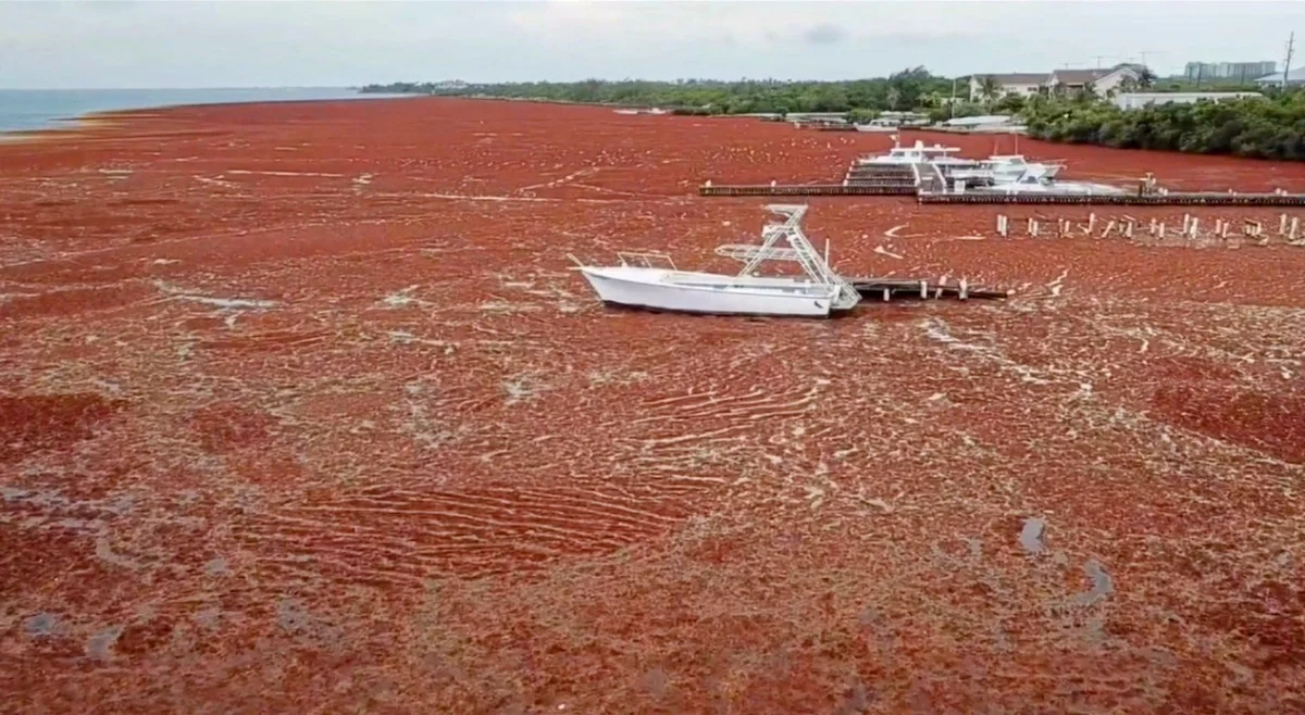 Ik ontdekte waarom er een gigantische bruine strook van Afrika tot aan Mexico in de Atlantische Oceaan drijft - image 2