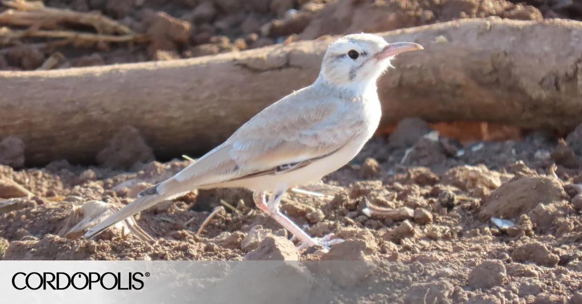 Dit onverwachte woestijnvogeltje werd voor het eerst gespot in Córdoba