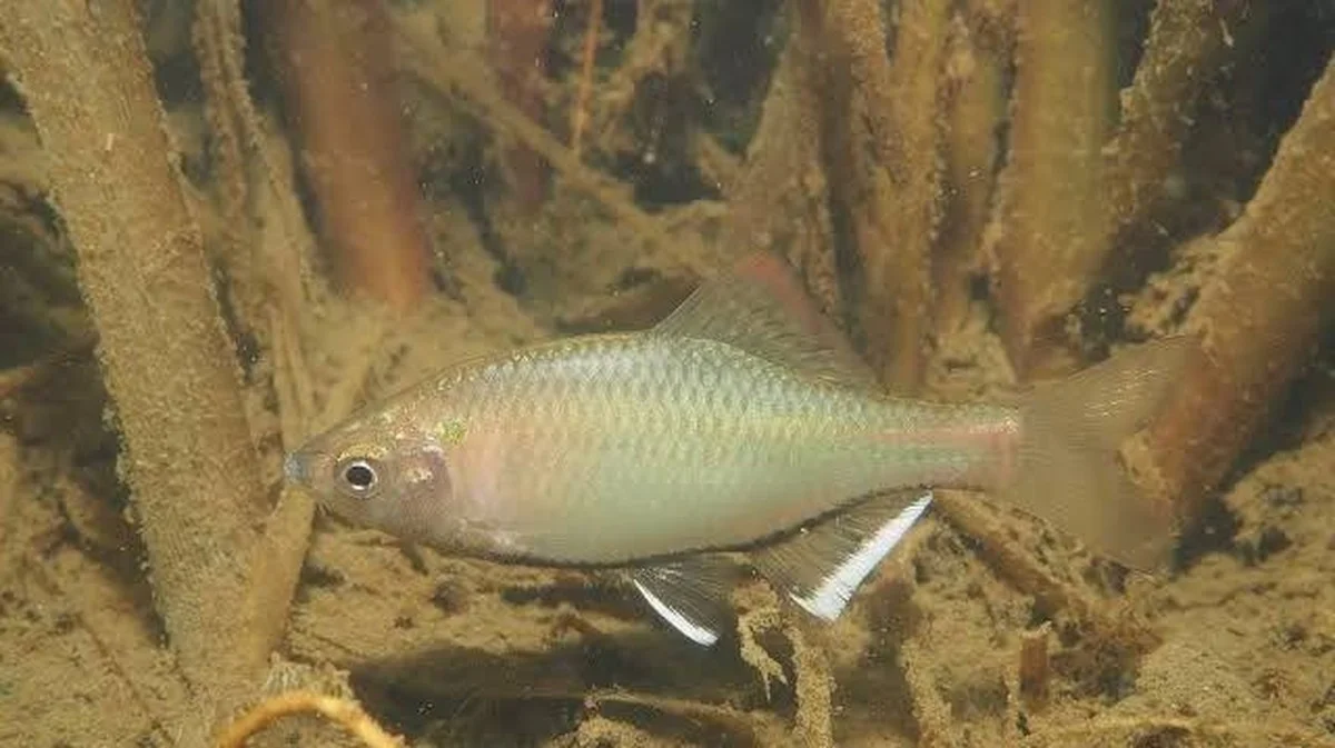 De verborgen visjes van Tamana: Waarom de 'vergeten' rijstvelden van Kumamoto cruciaal zijn