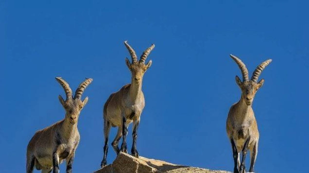 Waarom wetenschappers massaal specifieke wandel-apps uitschakelen: de verborgen batterijslurper