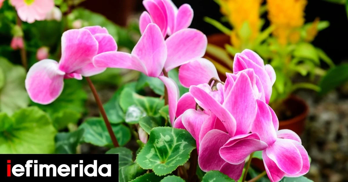 Het simpele trucje om cyclamen in de winter fris en bloeiend te houden