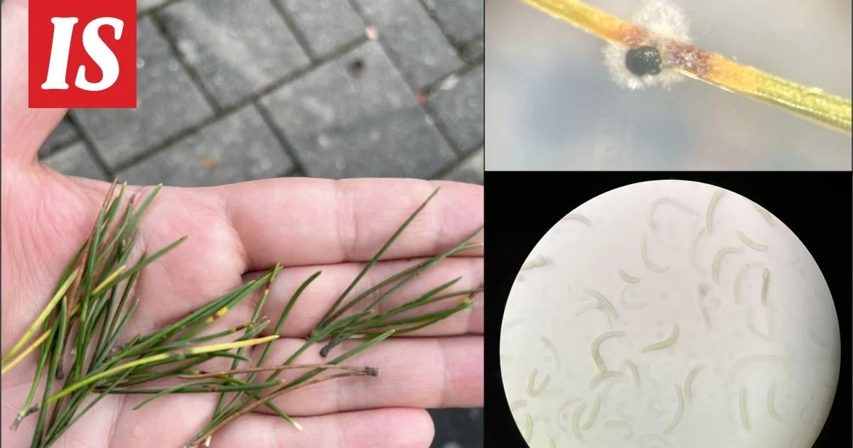 Wees gewaarschuwd: deze onzichtbare paddenstoel maakt je dennenbomen kaal