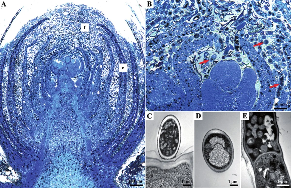 Waarom je na het snoeien van druivenranken altijd met een koperbad moet beginnen - image 2