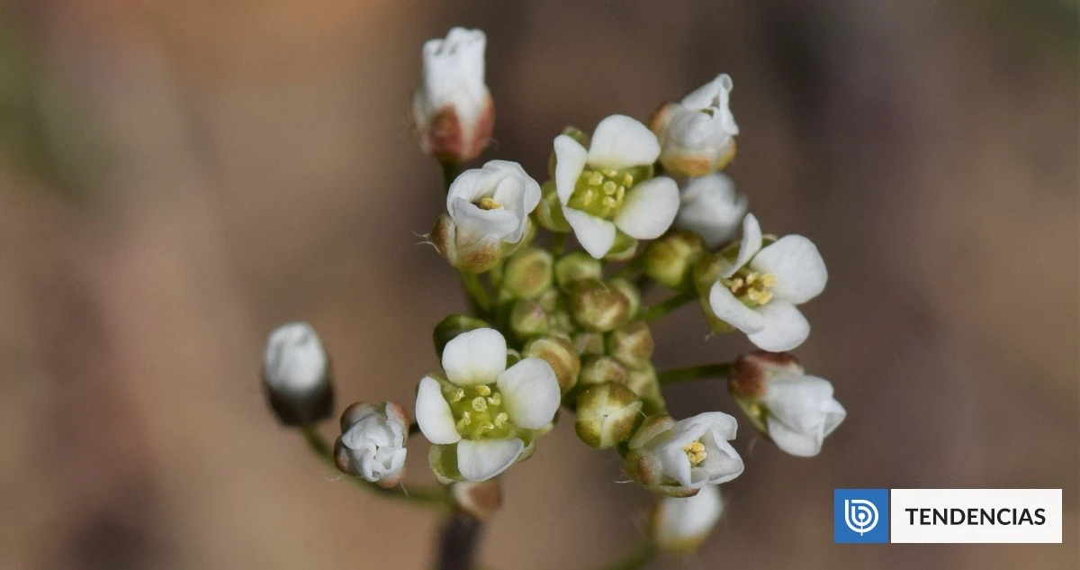 De groeikeuze van planten: dit één eiwit vertelt of ze bloeien of de droogte trotseren