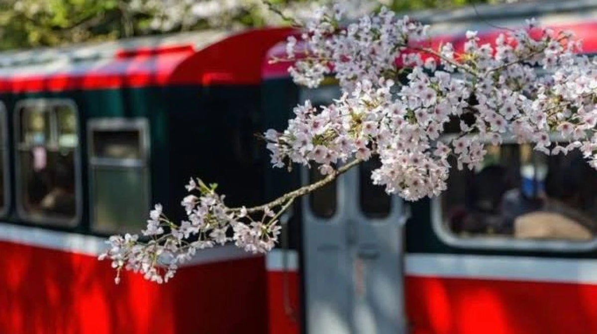 Waarom deskundige boomartsen de takken van honderdjarige kersenbomen drastisch terugsnoeien