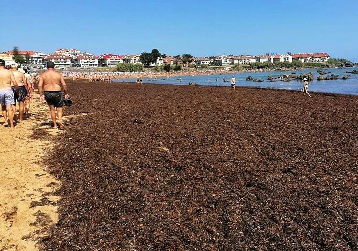 Waarom ervaren vissers de bruine alg in spanning afwachten