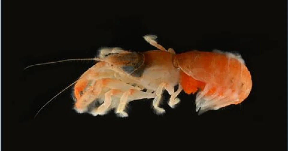 Verrassend: Twee nieuwe schaaldieren ontdekt nabij Jeju – inclusief een wereldprimeur