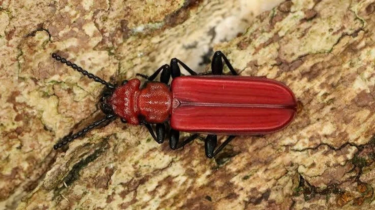 Deze felrode kever die niemand kent, nestelt nu in uw natuurpark (en hij lijkt op iets anders)