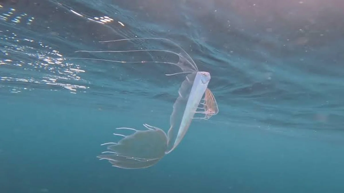 duikers spotten mysterieuze 'koning der zalmen' op amper vijf meter diepte