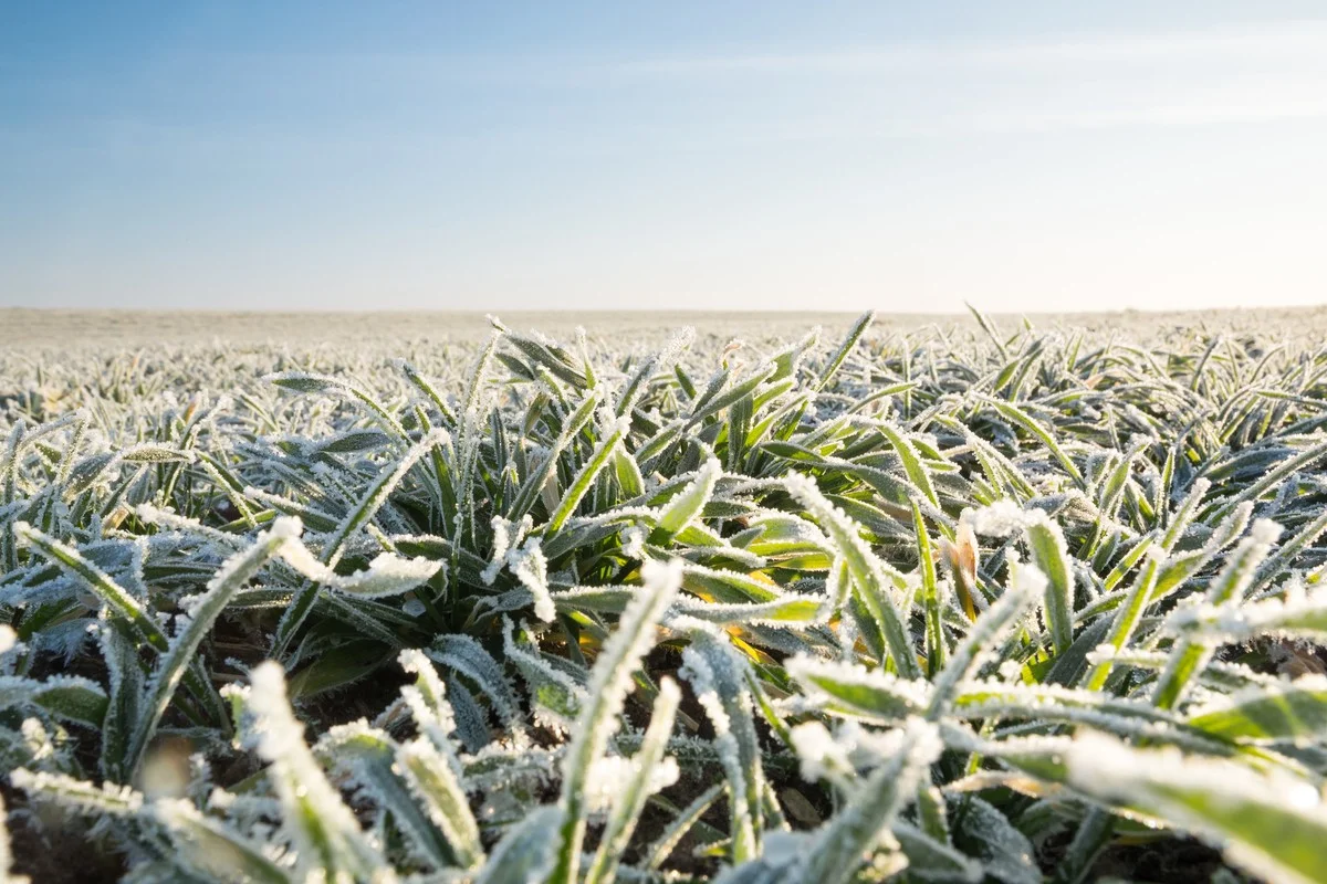 Waarom boeren nu méér angst hebben voor een zachte winter dan voor strenge vorst - image 1