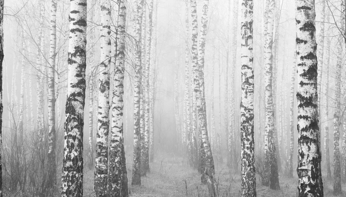 Waarom je beuk meer familie is van een komkommer dan een spar