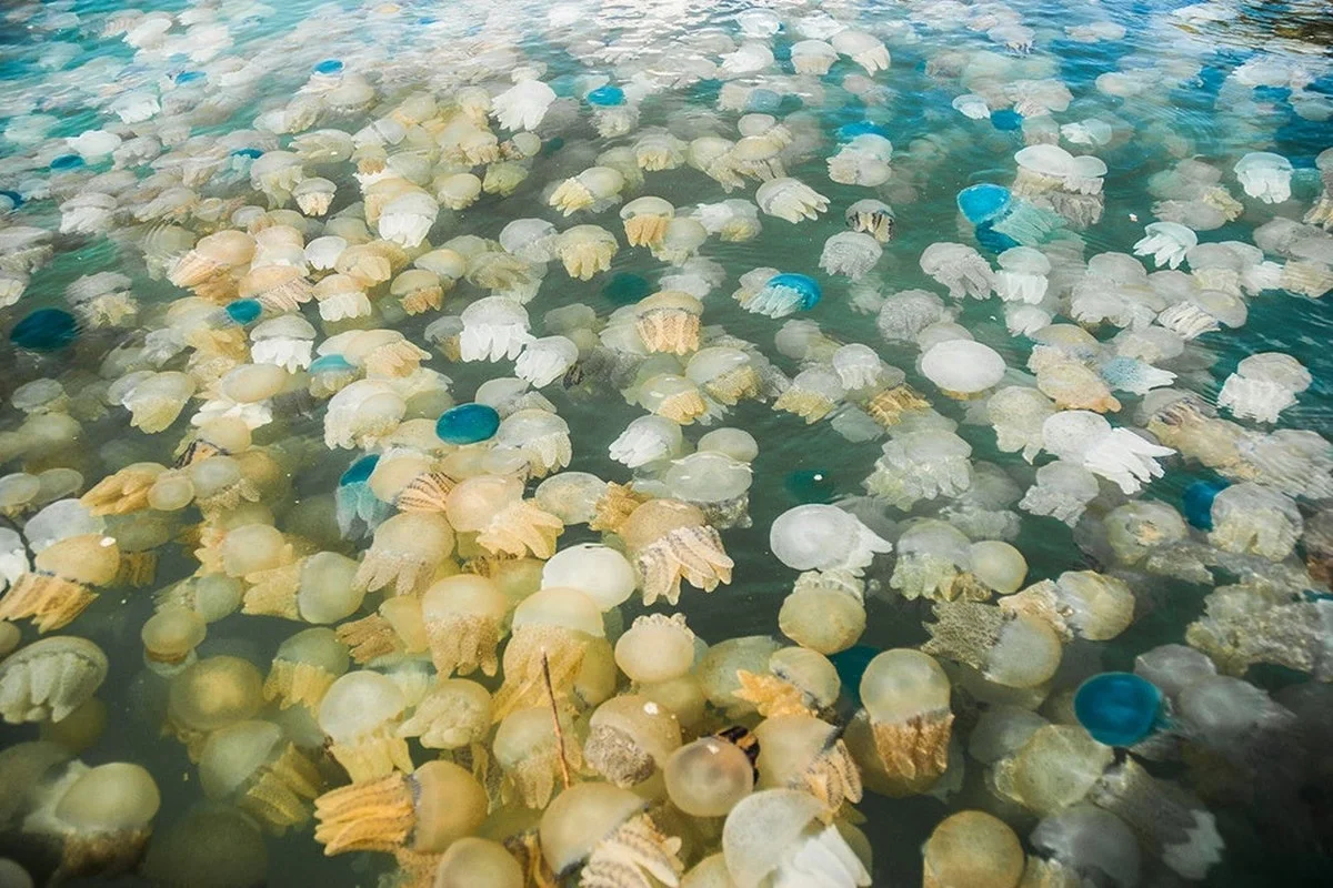 Waarom de Zuid-Amerikaanse kwallenstranden in Puerto Madryn steeds vaker massaal aanspoelen - image 1
