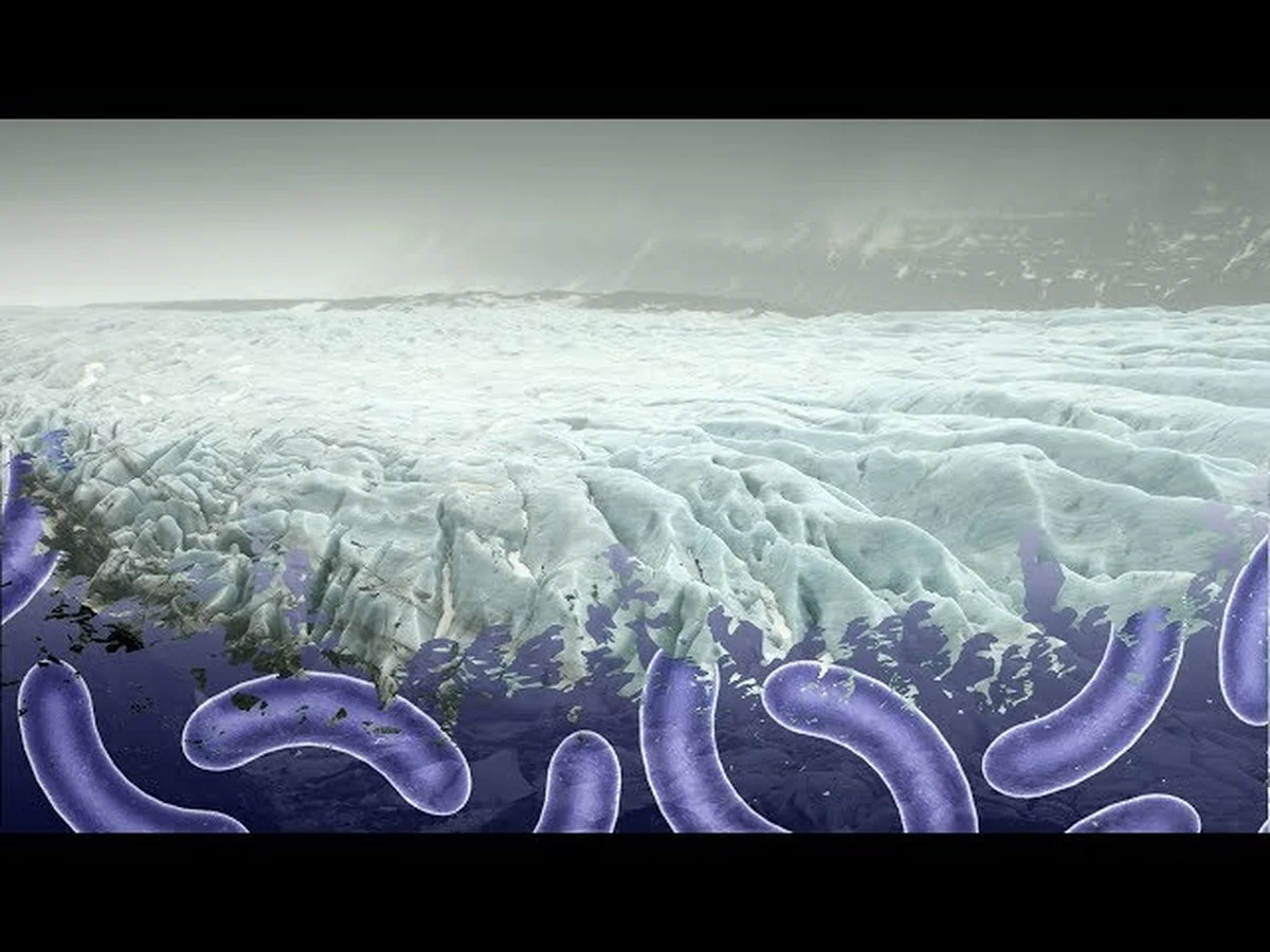 De onverwachte microben die de basis van de Arctische voedselketen voeden - image 2