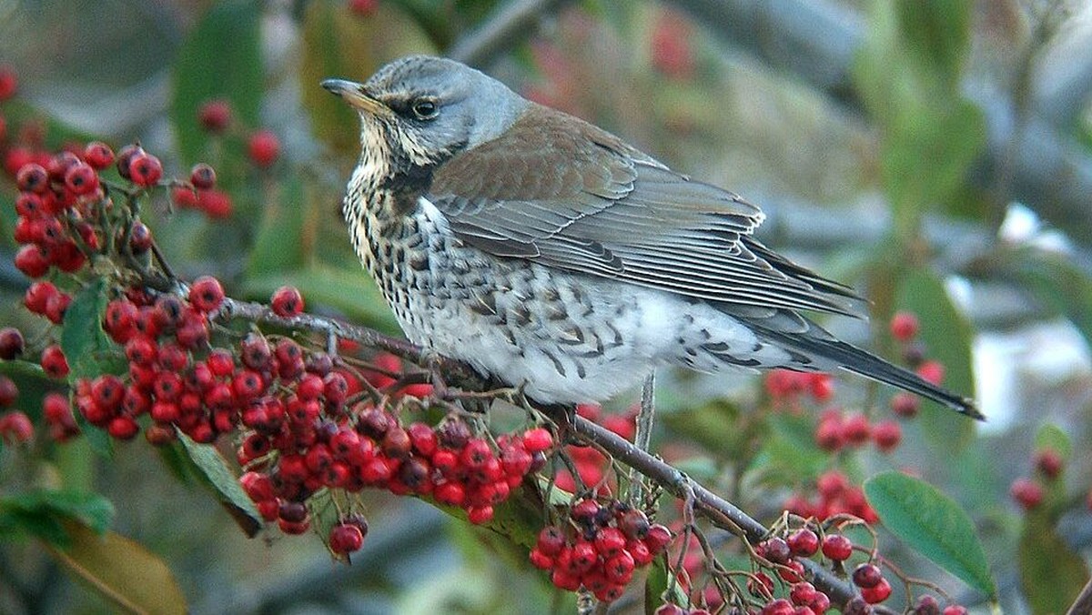 Kramsvogels brengen leven in het Maros-ártér