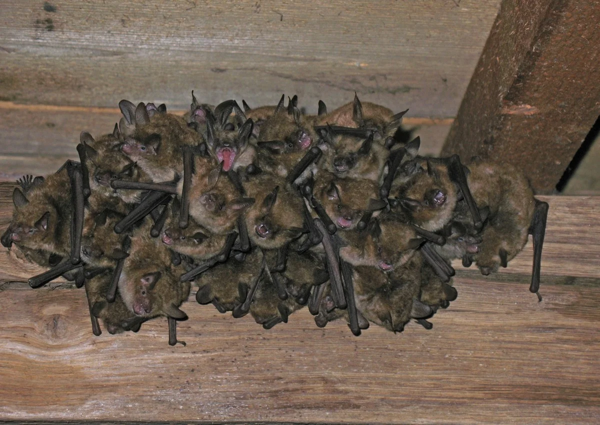 Het cruciale eekhoorn-geheim dat bijna elke huiseigenaar over het hoofd ziet