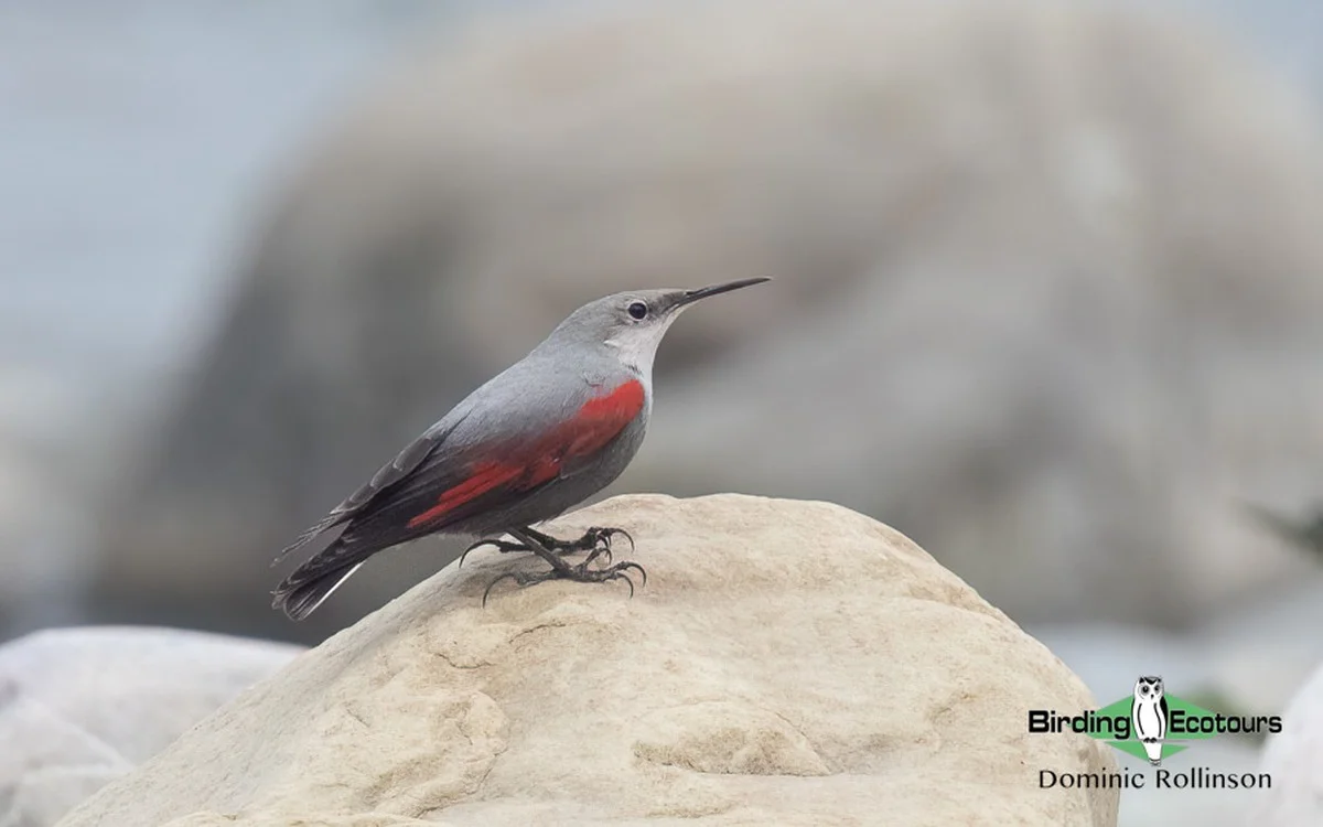 Dit onverwachte woestijnvogeltje werd voor het eerst gespot in Córdoba - image 1