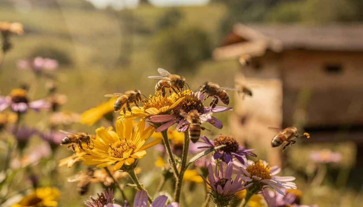 Peruaanse regering geeft bijenstekenrechten aan insecten en zet de standaard