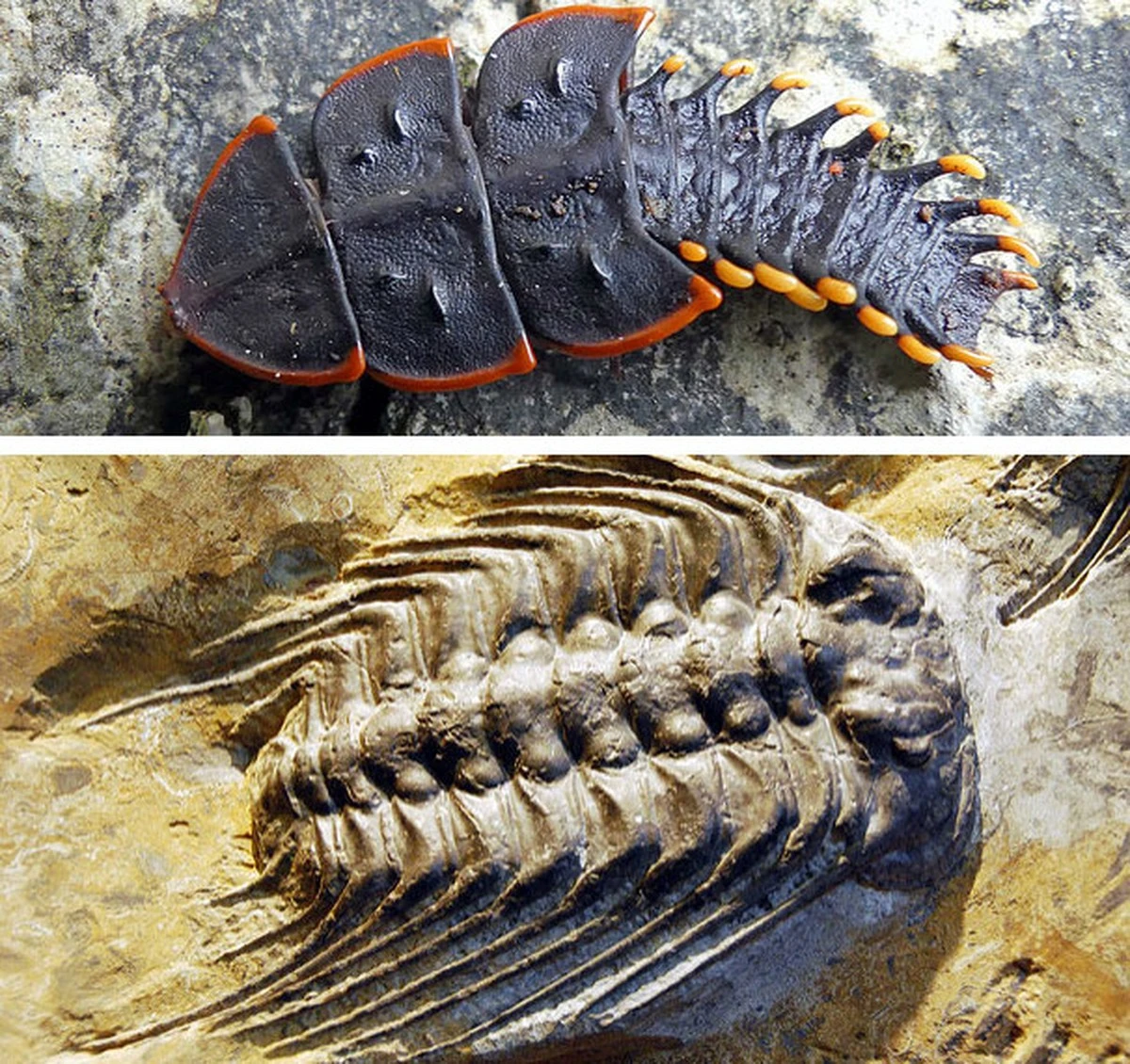 Deze 220 miljoen jaar oude kever, blind en vleugelloos, werd bijna nooit gevonden - image 2