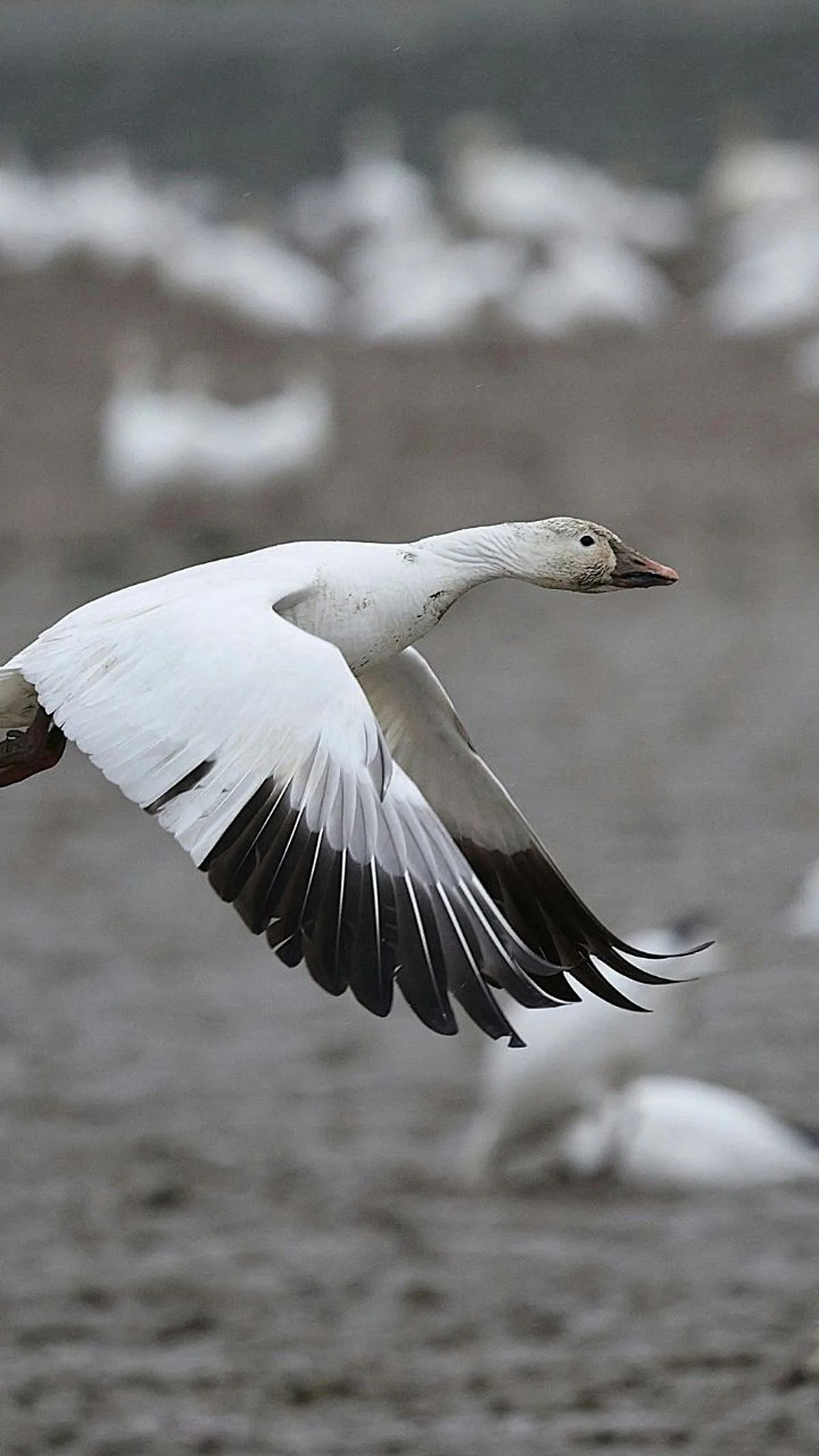 Waarom vogels hun weg vinden zonder navigatie op je telefoon
