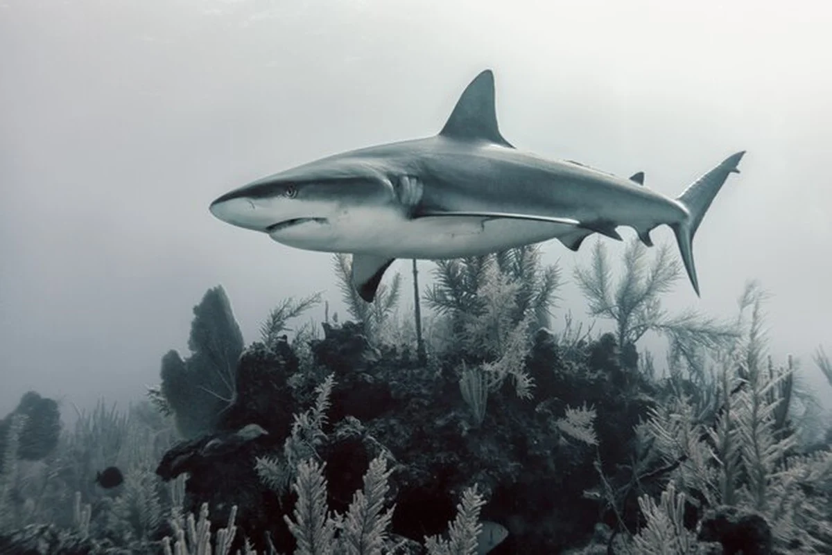 reusachtigelamn-extra-2.webp Reusachtige lamniformhaj gevonden bij Noord-Australische kust - image 2