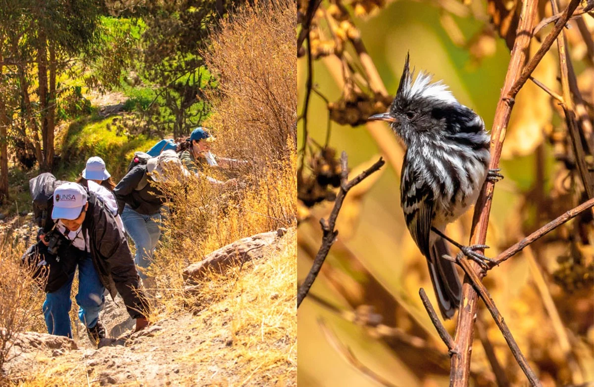 Waarom ervaren vogelaars een watje onderin hun pot stoppen