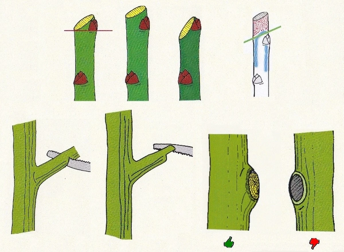de5soortenhoutd-extra-1.webp De 5 soorten hout die bepalen hoe rijk je oogst van je steenvruchten wordt - image 1