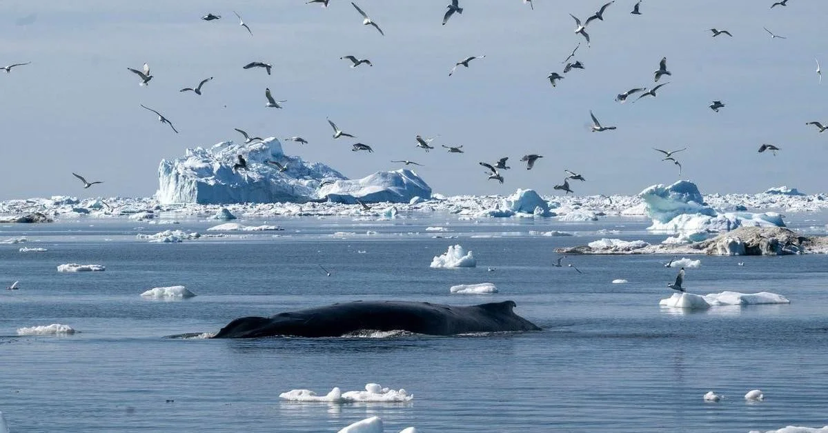 Waarom Groenlandse walvissen 268 worden: het geheim zit in een eiwit dat DNA herstelt