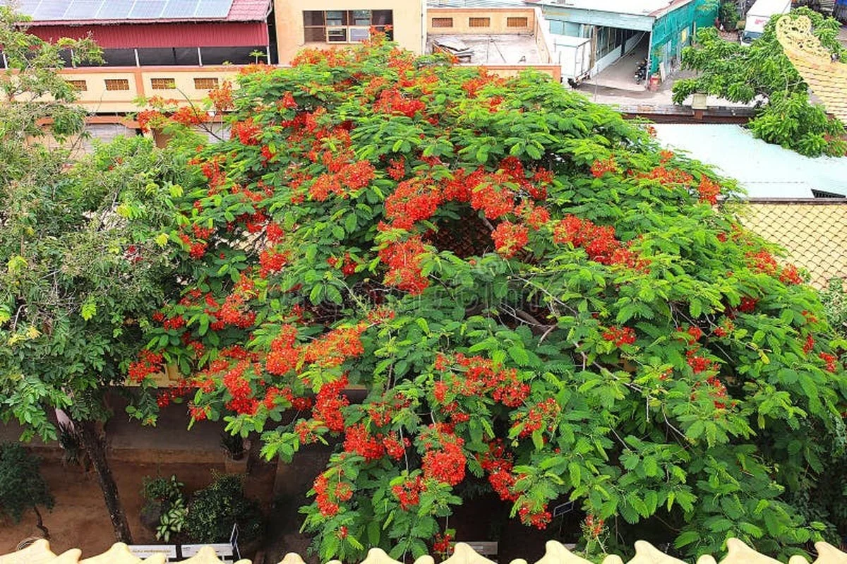 Waarom de flamboyant boom ineens de straten van Rio in vuur en vlam zet - image 2