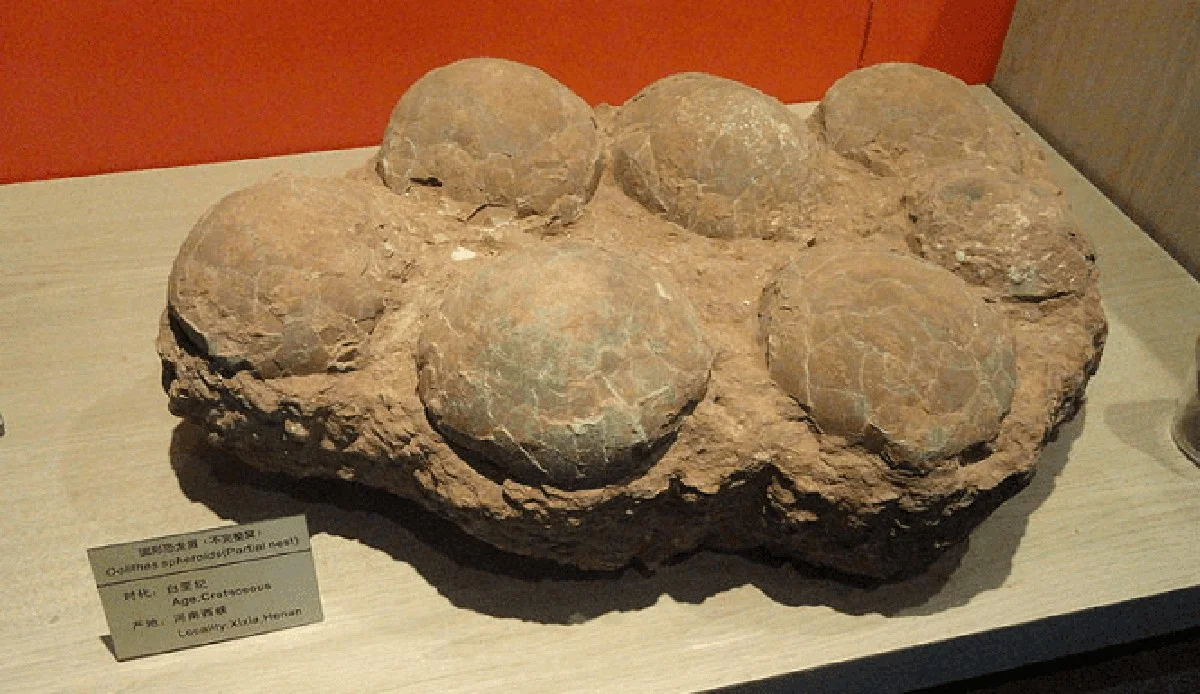 Wetenschappers verbijsterd: twee verschillende dinosaurussoorten legden eieren op dezelfde plek in Spanje - image 1