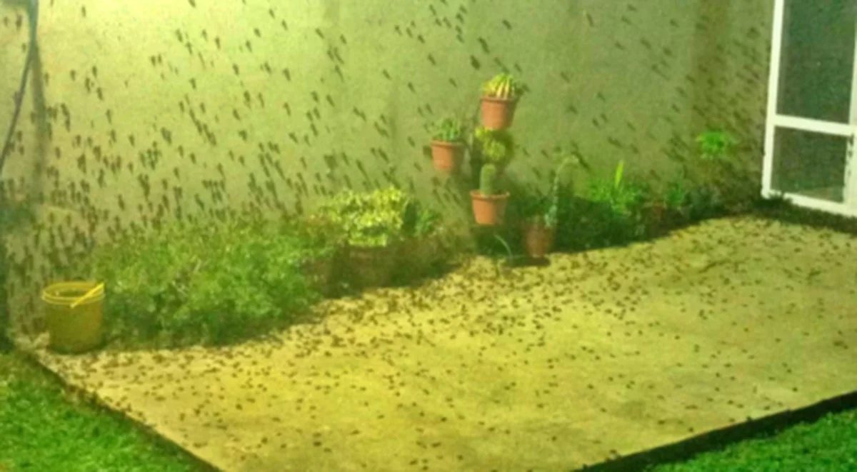 Waarom die reuzenschildwantsen ineens overal opduiken na de regen