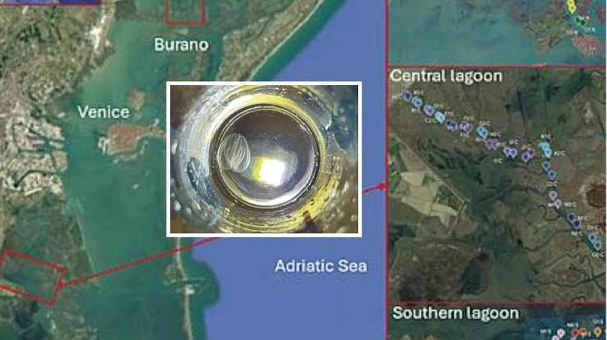 De onbekende plaag in de Venetiaanse lagune: erger dan de blauwe krab