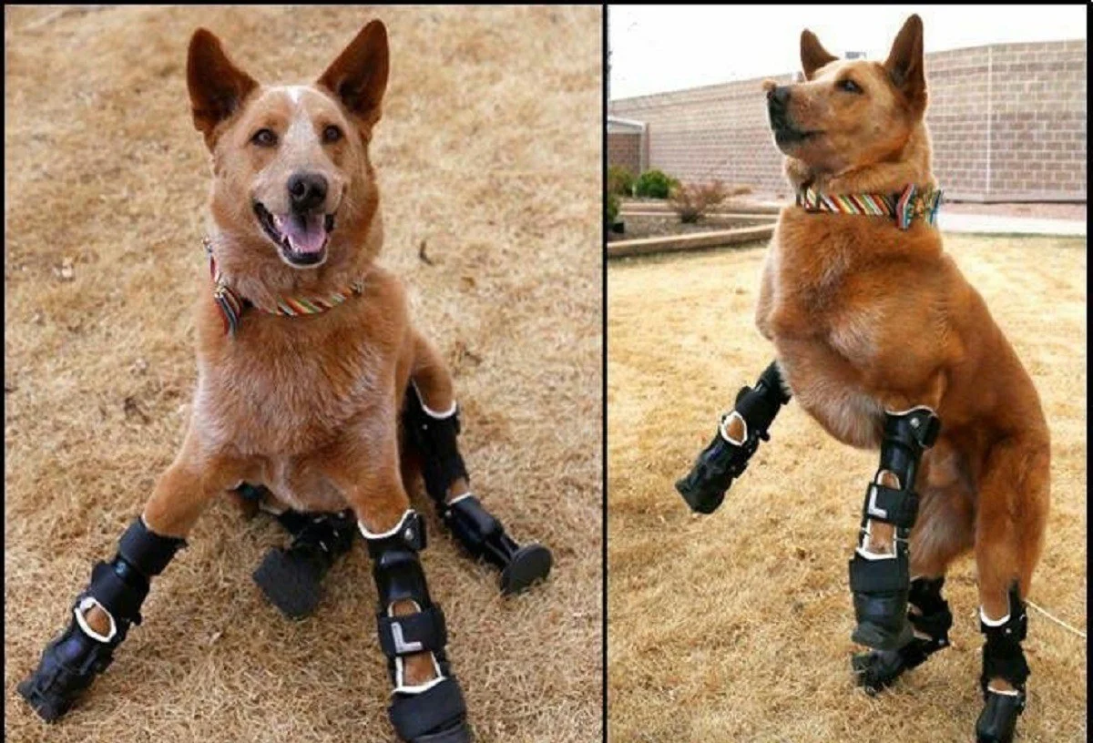 Waarom ervaren wetenschappers een lepel kaneel in hun koffie bewaren