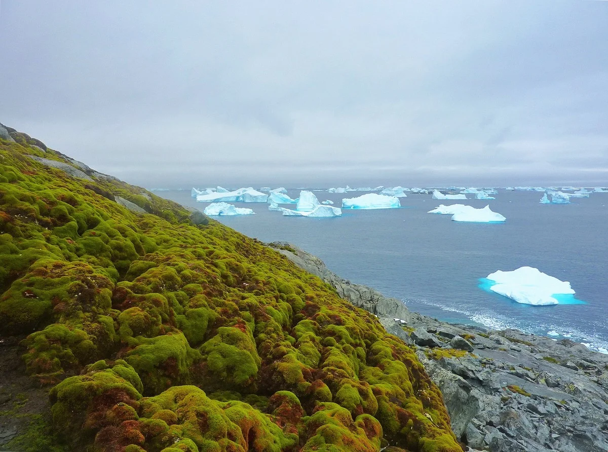 Dit verdwijnt sneller dan je denkt: de 24 miljoen hectare ijsvrij gebied in Antarctica - image 1