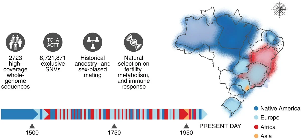 Waarom Braziliaanse honderdjarigen een schild van immuuncellen lijken te hebben dat twintigers benijden - image 1