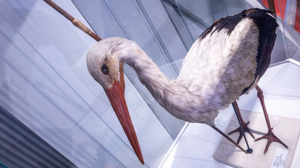 De pijl in de nek van de ooievaar die bewees dat vogels écht naar Afrika vliegen