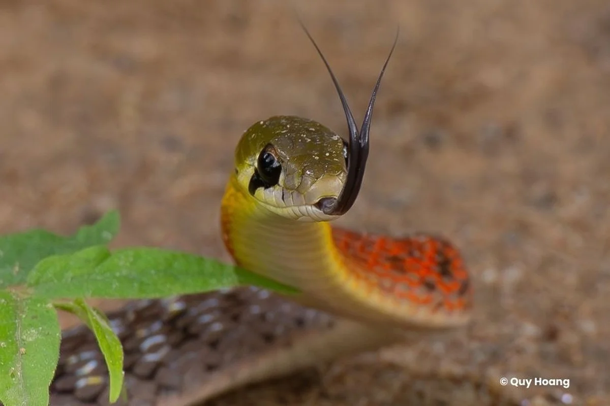 Waarom de Ringhalskoningscobra in U Minh Thuong Hoofdzakelijk Licht is en Kort Ondanks zijn Gewicht - image 2