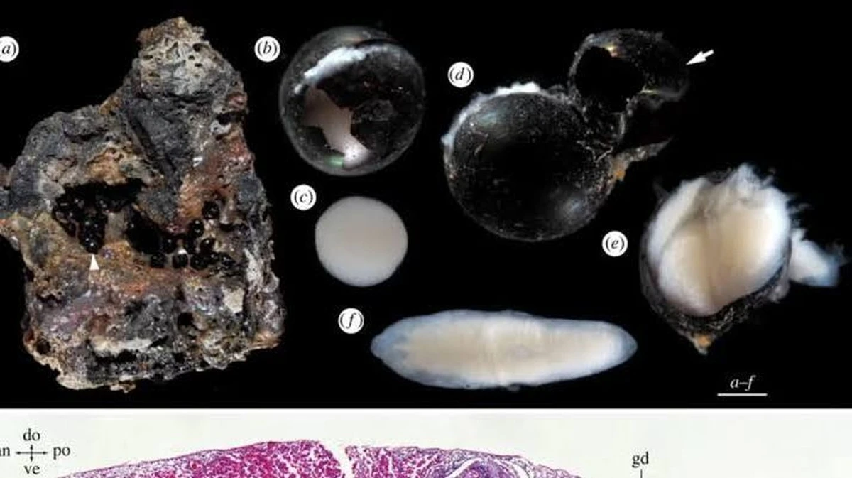 Waarom wetenschappers de 'melkachtige' inhoud van 6.200 meter diepe zwarte eieren nu pas ontdekken