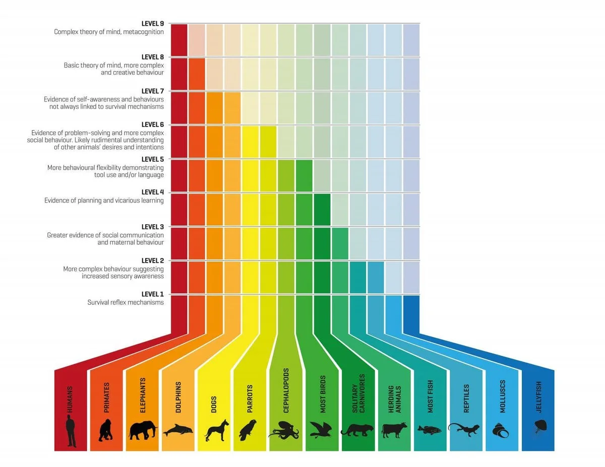 Waarom Oostenrijkse wetenschappers nu beweren dat koeien bezems gebruiken om jeuk te stillen - image 2