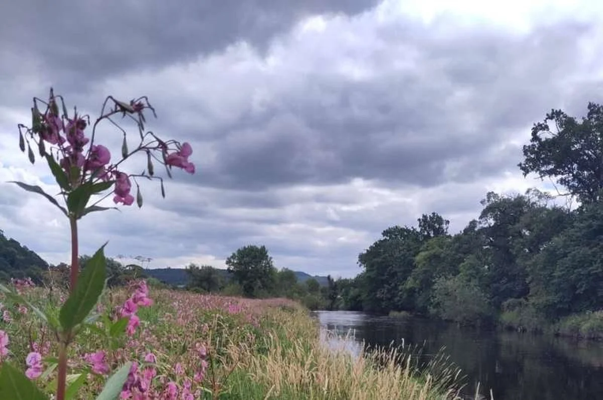 waaromexpertsde-extra-1.webp Waarom experts de Himalaya-springbalsem nu zien als de stille saboteur van rivieroevers - image 1