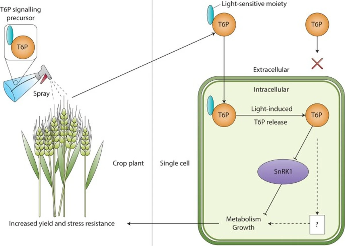 De groeikeuze van planten: dit één eiwit vertelt of ze bloeien of de droogte trotseren - image 2