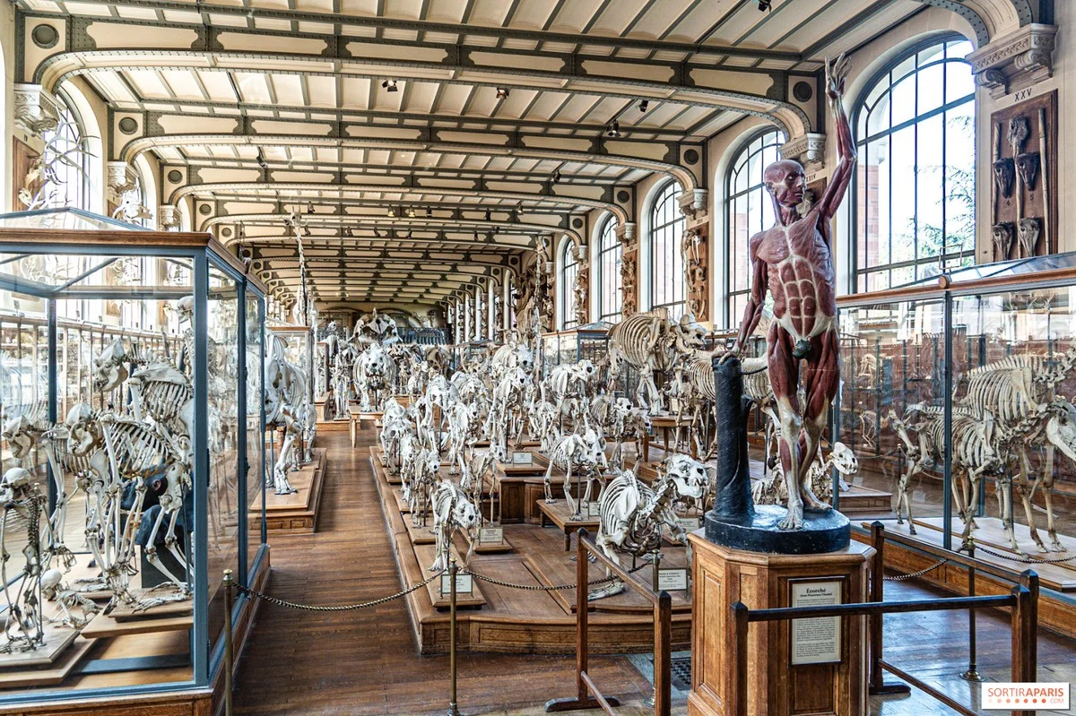 Deze Parijse dinosaurusgalerij sluit 18 maanden: dit moet je nu nog zien