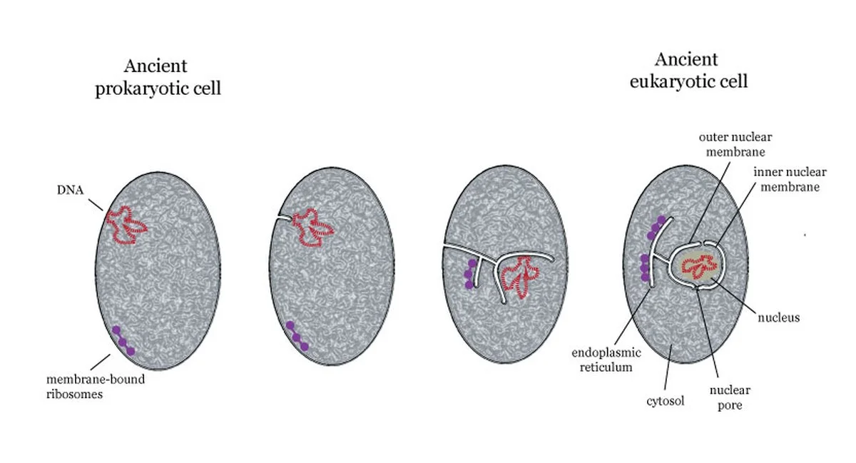 Hoe een 4D-DNA-kaart de vouwpatronen onthult die kanker en infecties veroorzaken - image 2